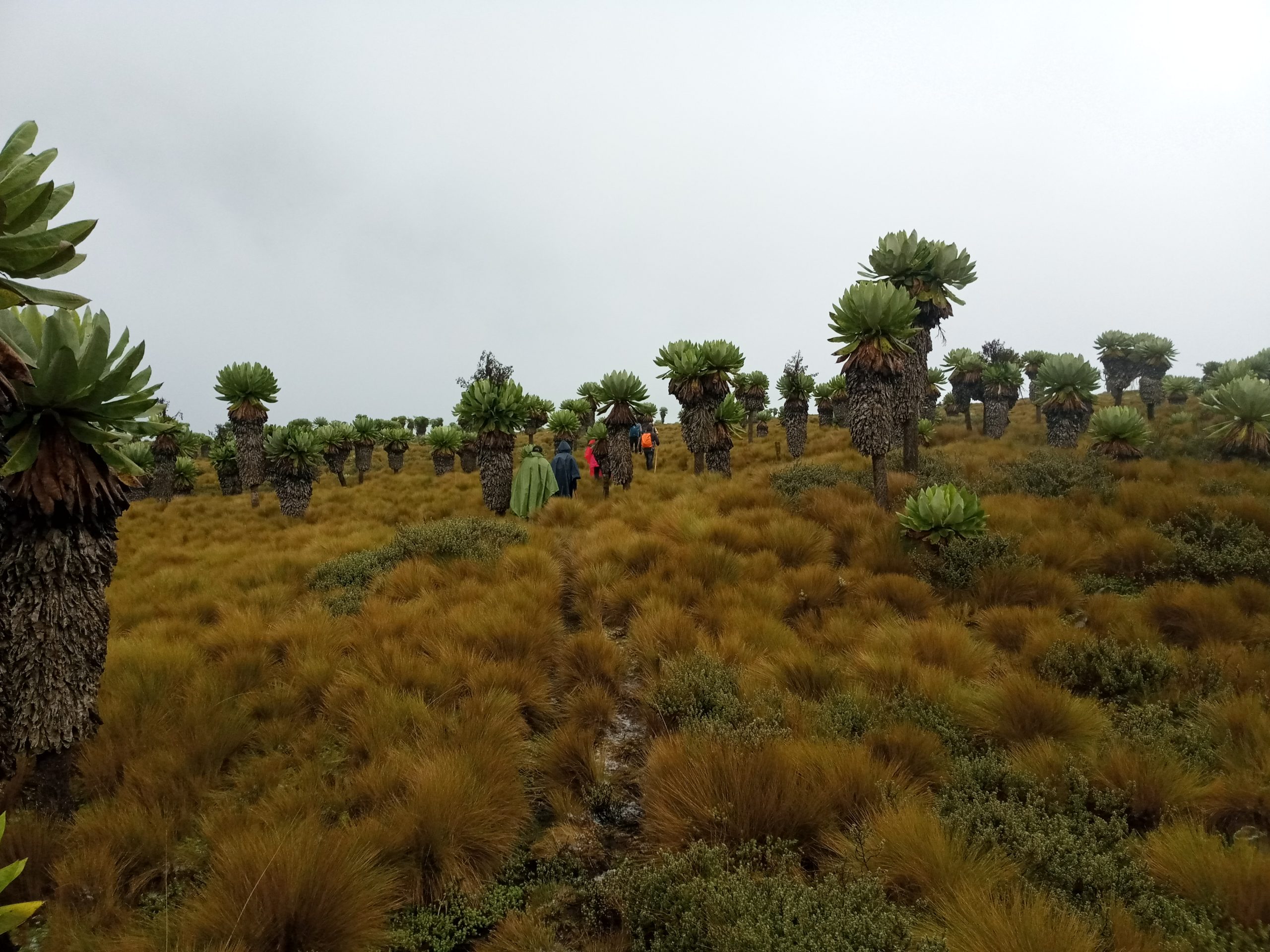 Table Mountain Aberdares