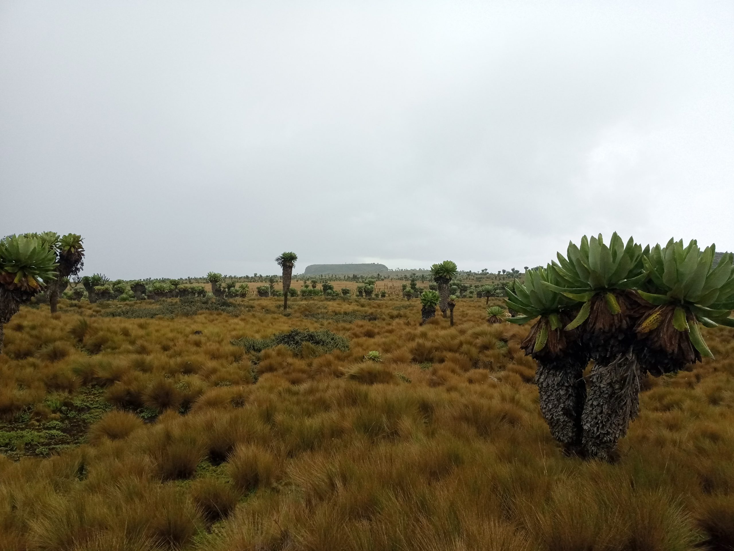 Table Mountain Aberdares