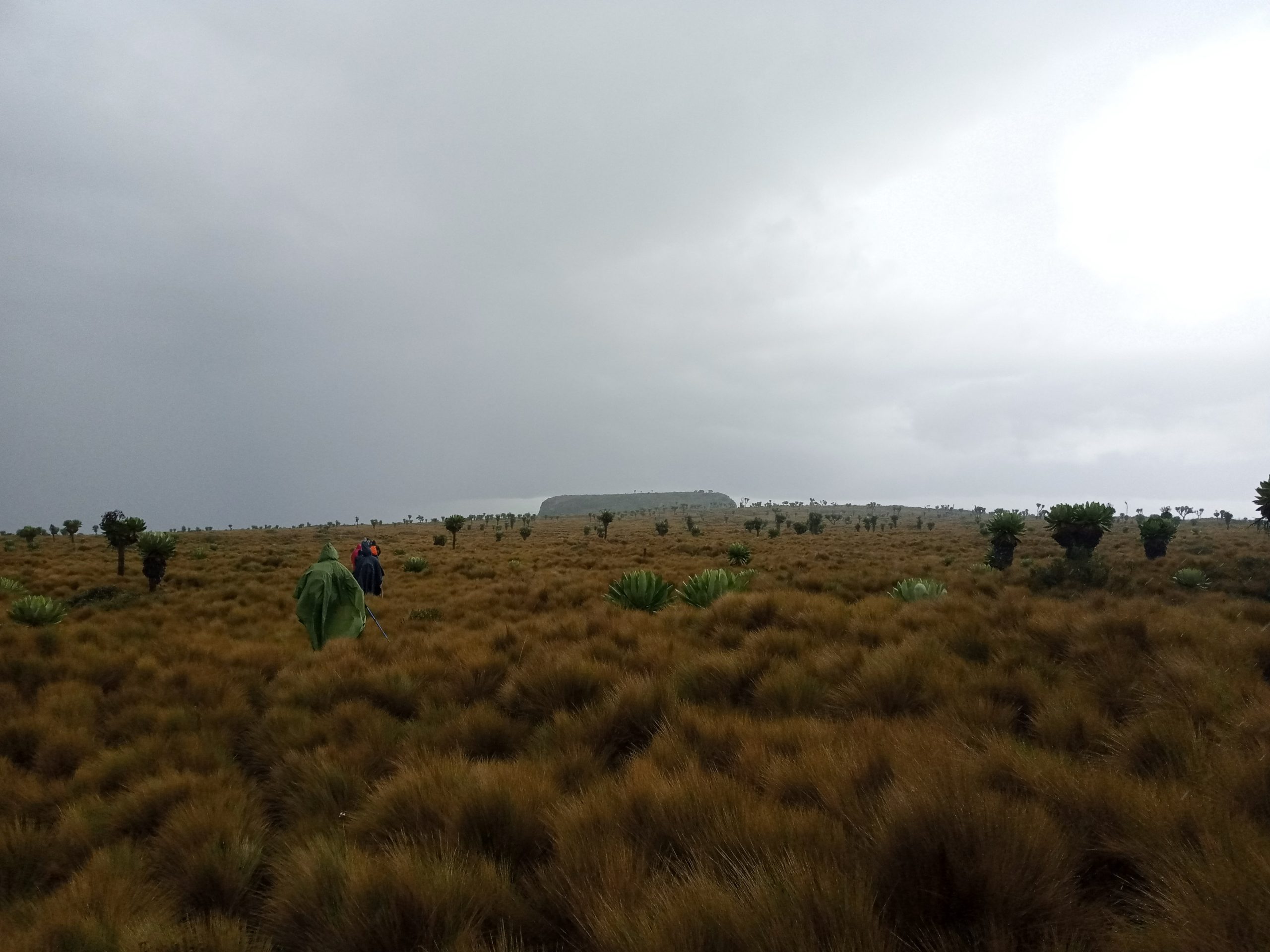 Table Mountain Aberdares