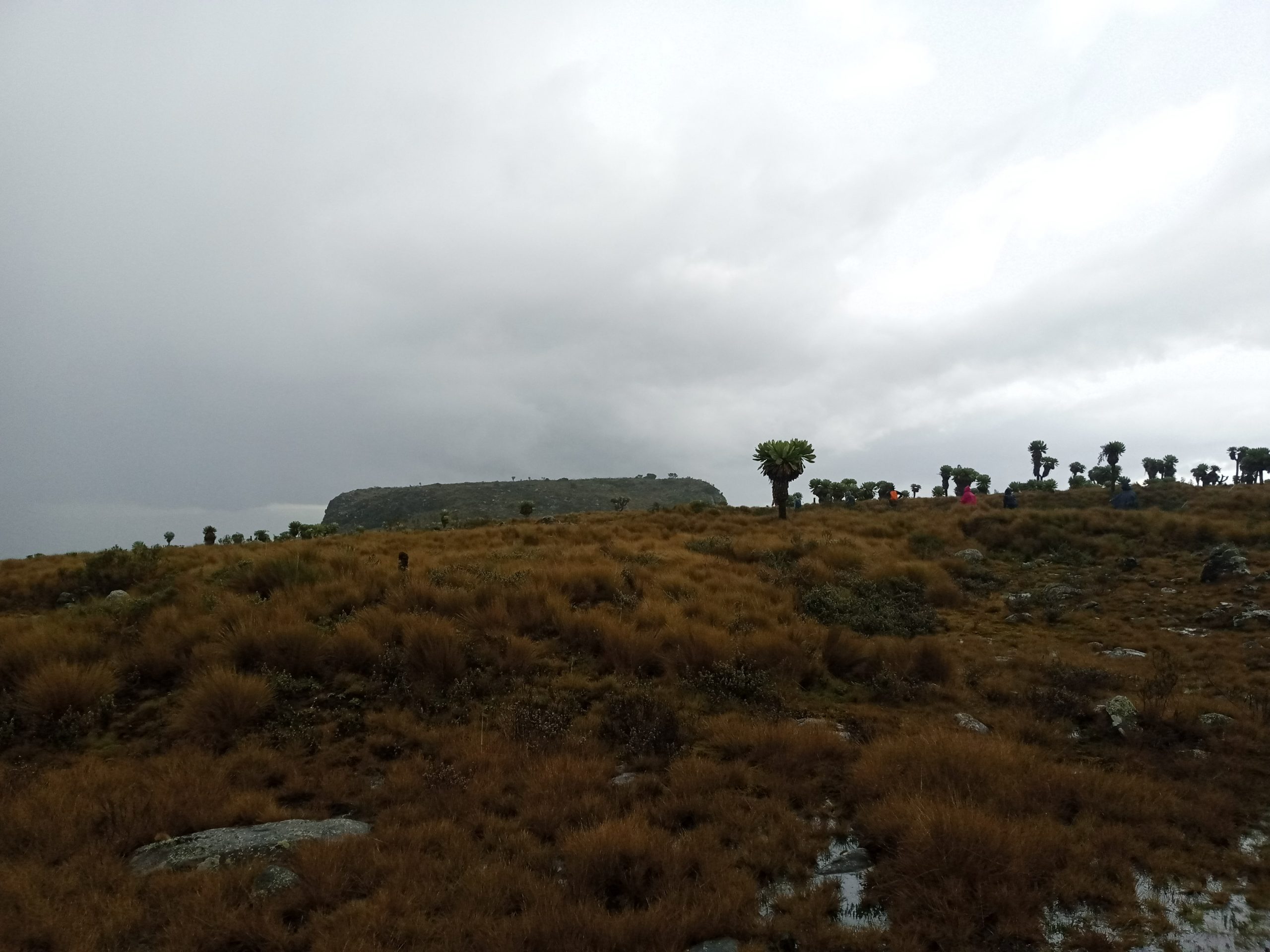 Table Mountain Aberdares