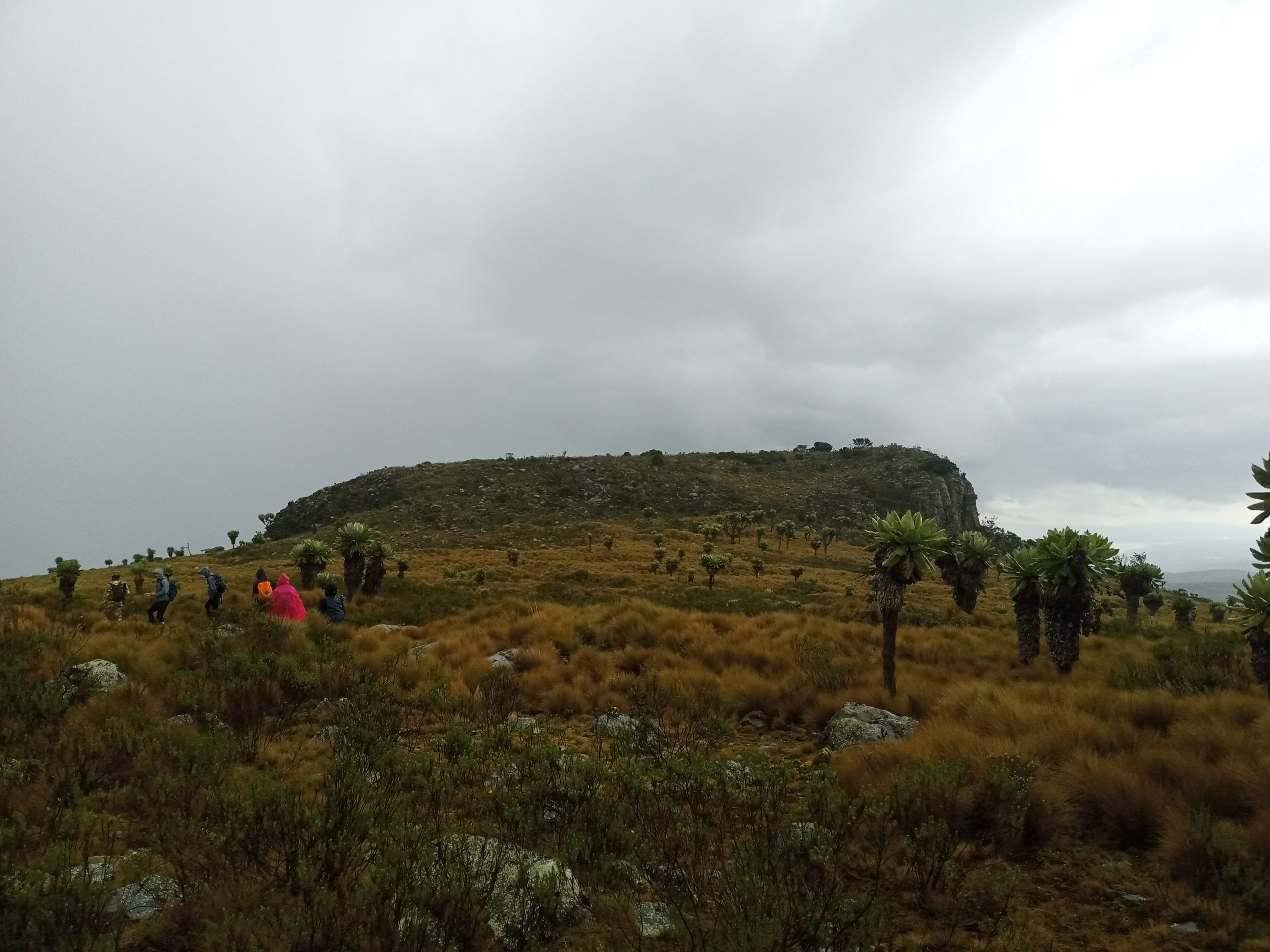 Table Mountain Aberdares