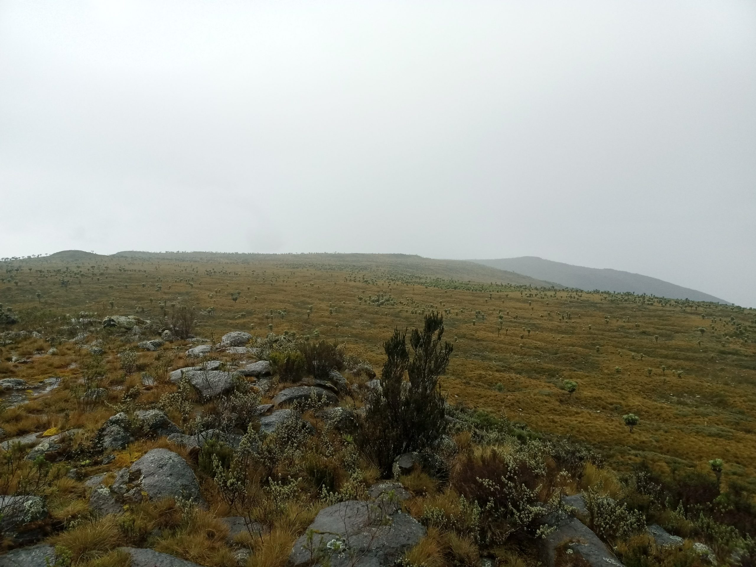 Table Mountain Aberdares