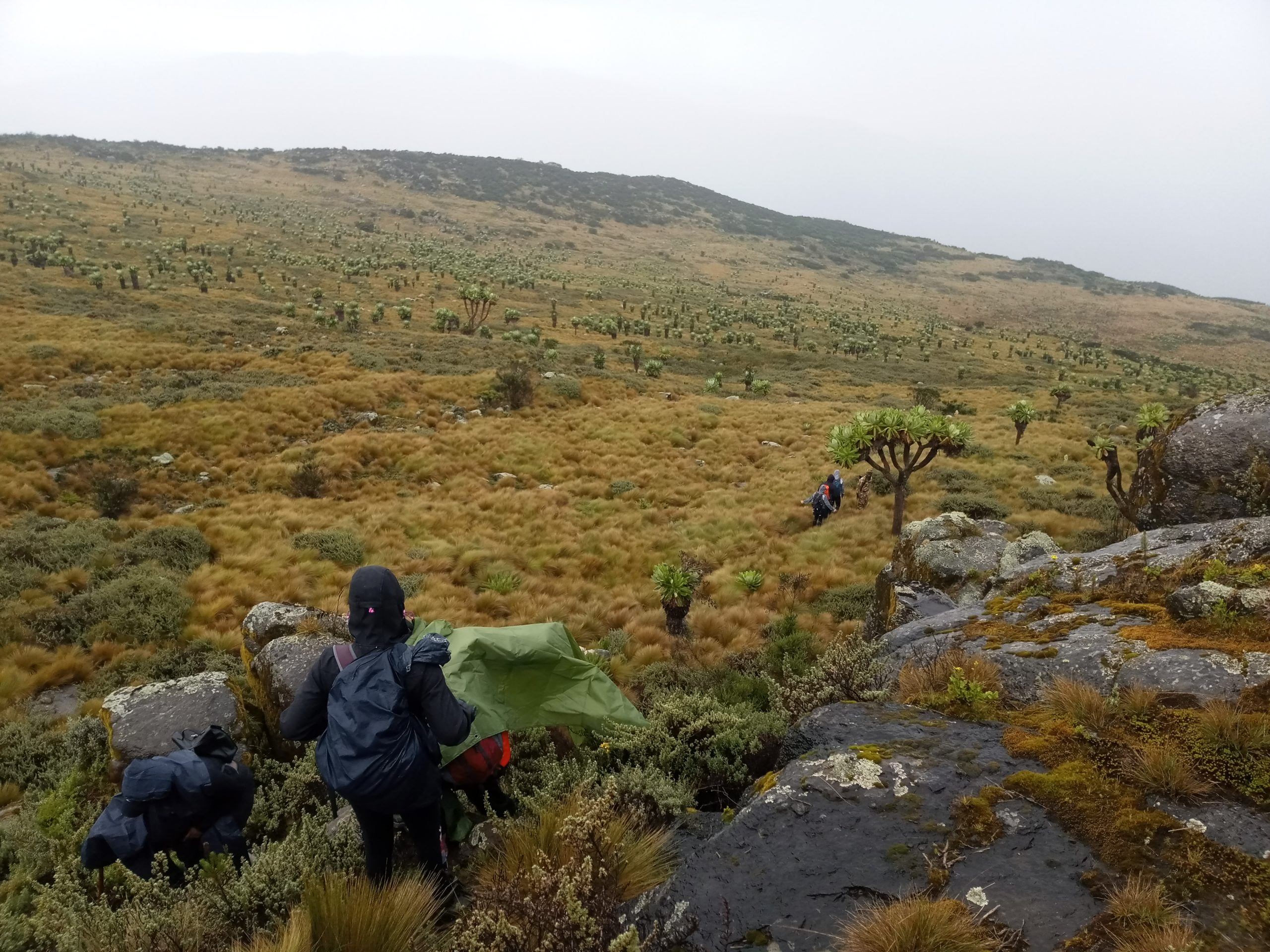 Table Mountain Aberdares