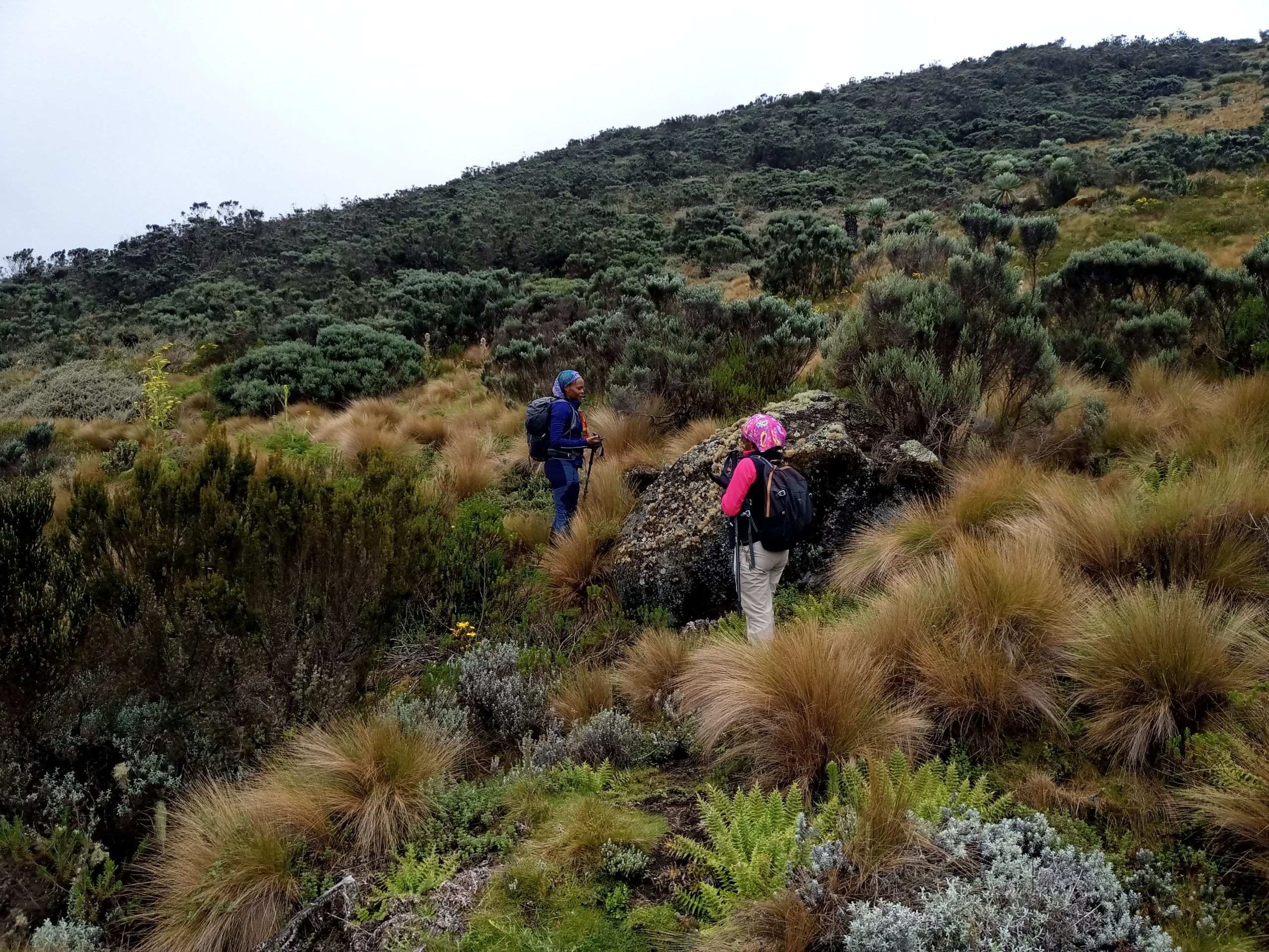 Table Mountain Aberdares