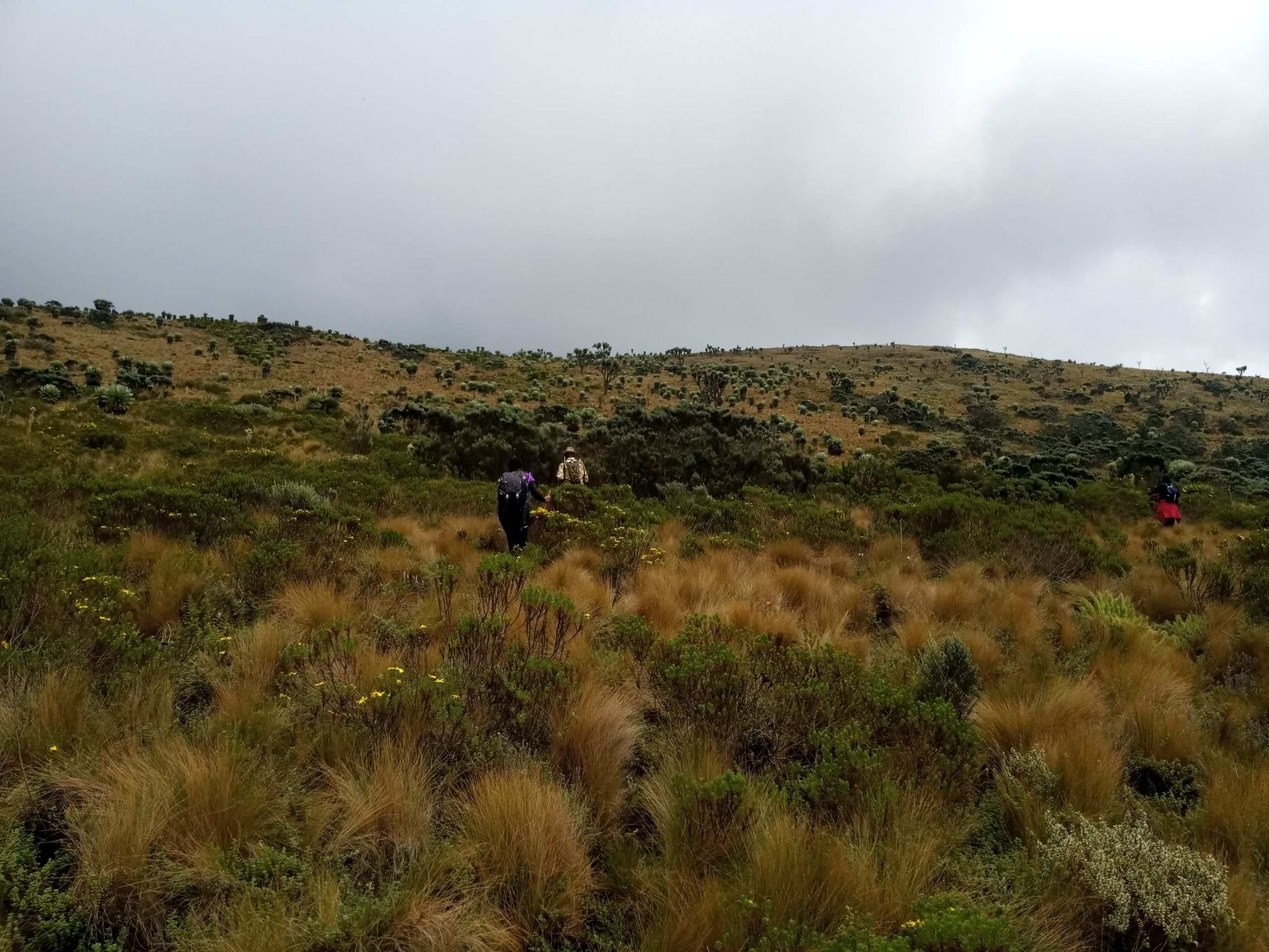 Table Mountain Aberdares