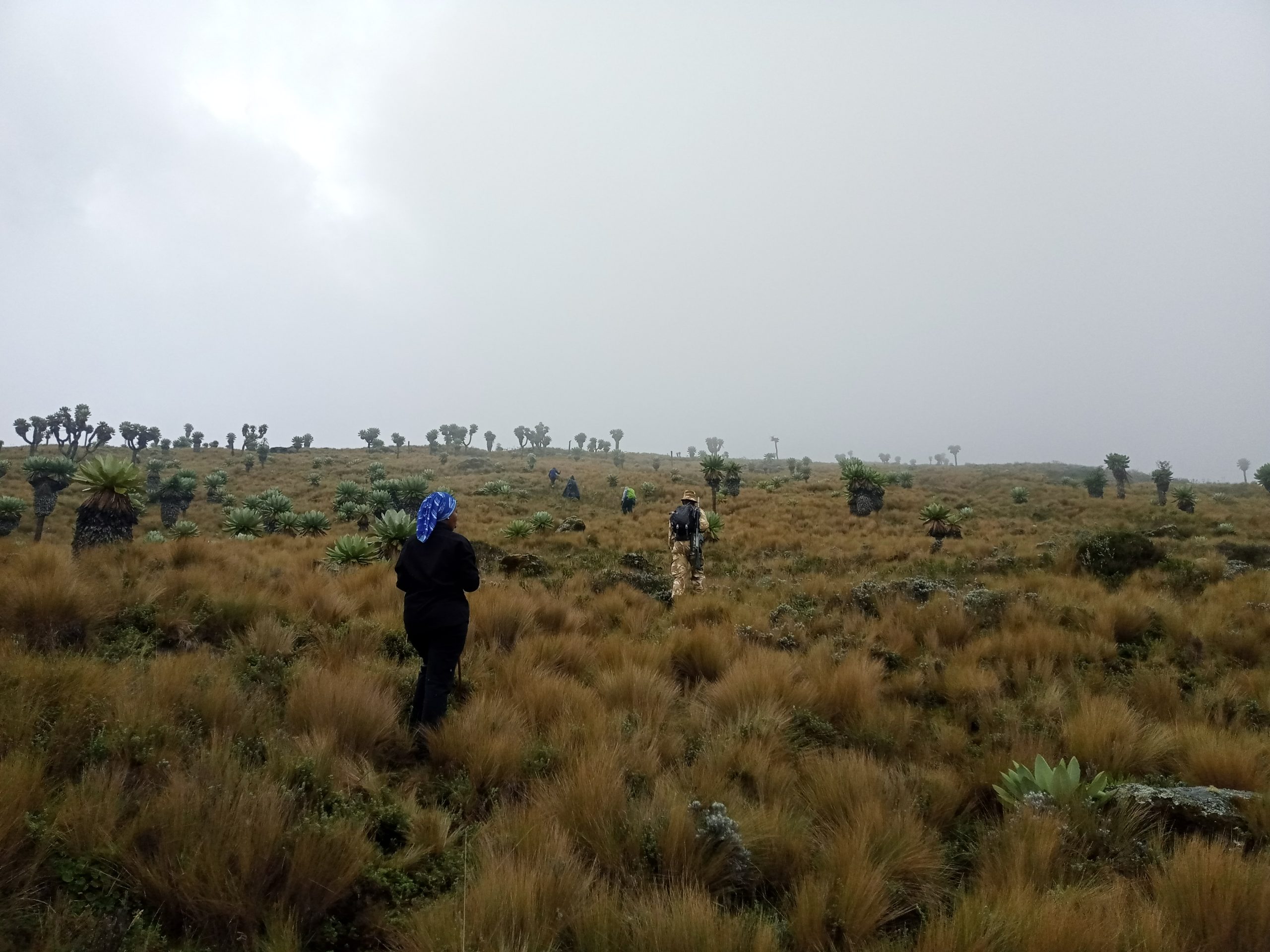 Table Mountain Aberdares