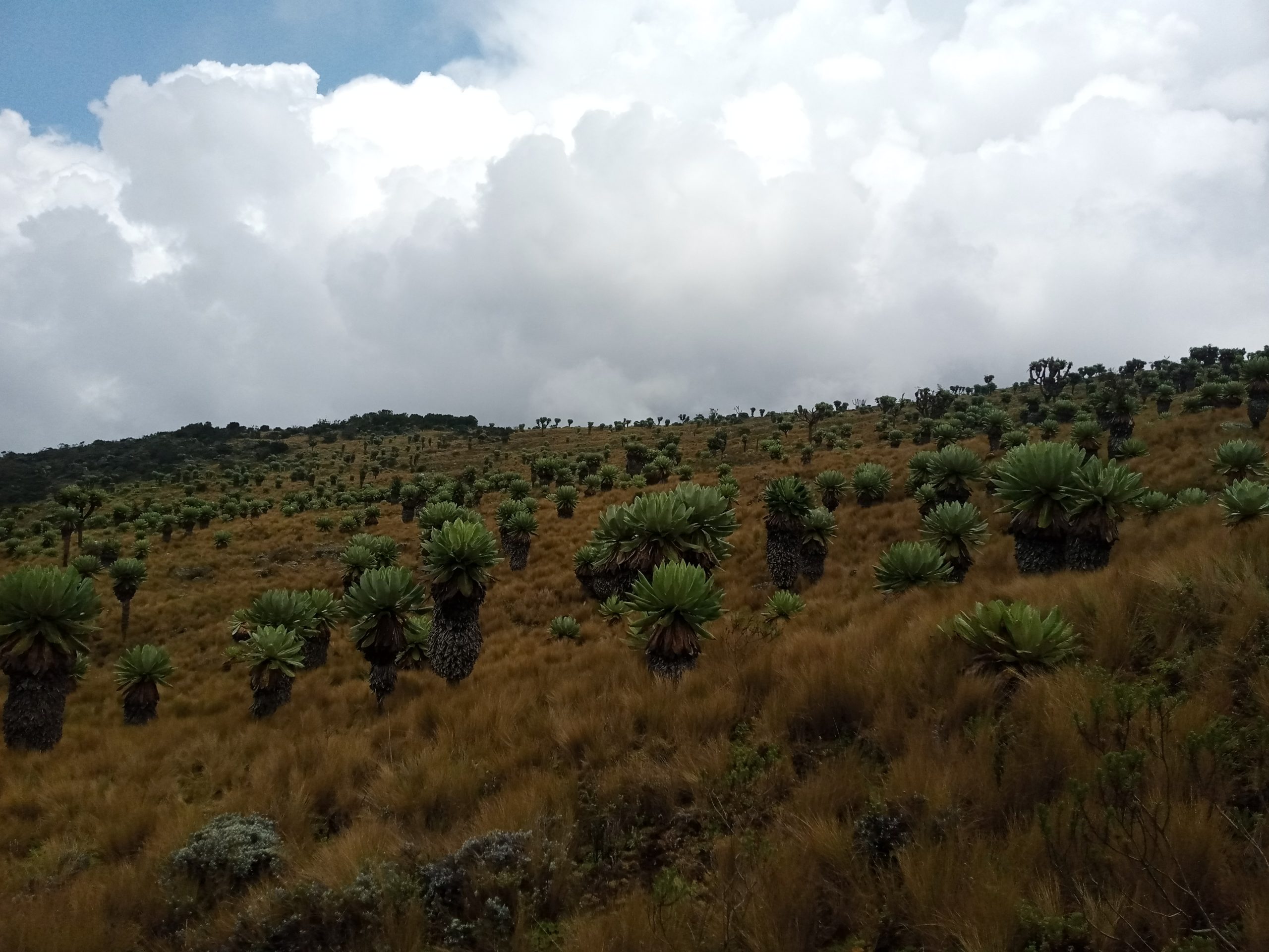 Table Mountain Aberdares