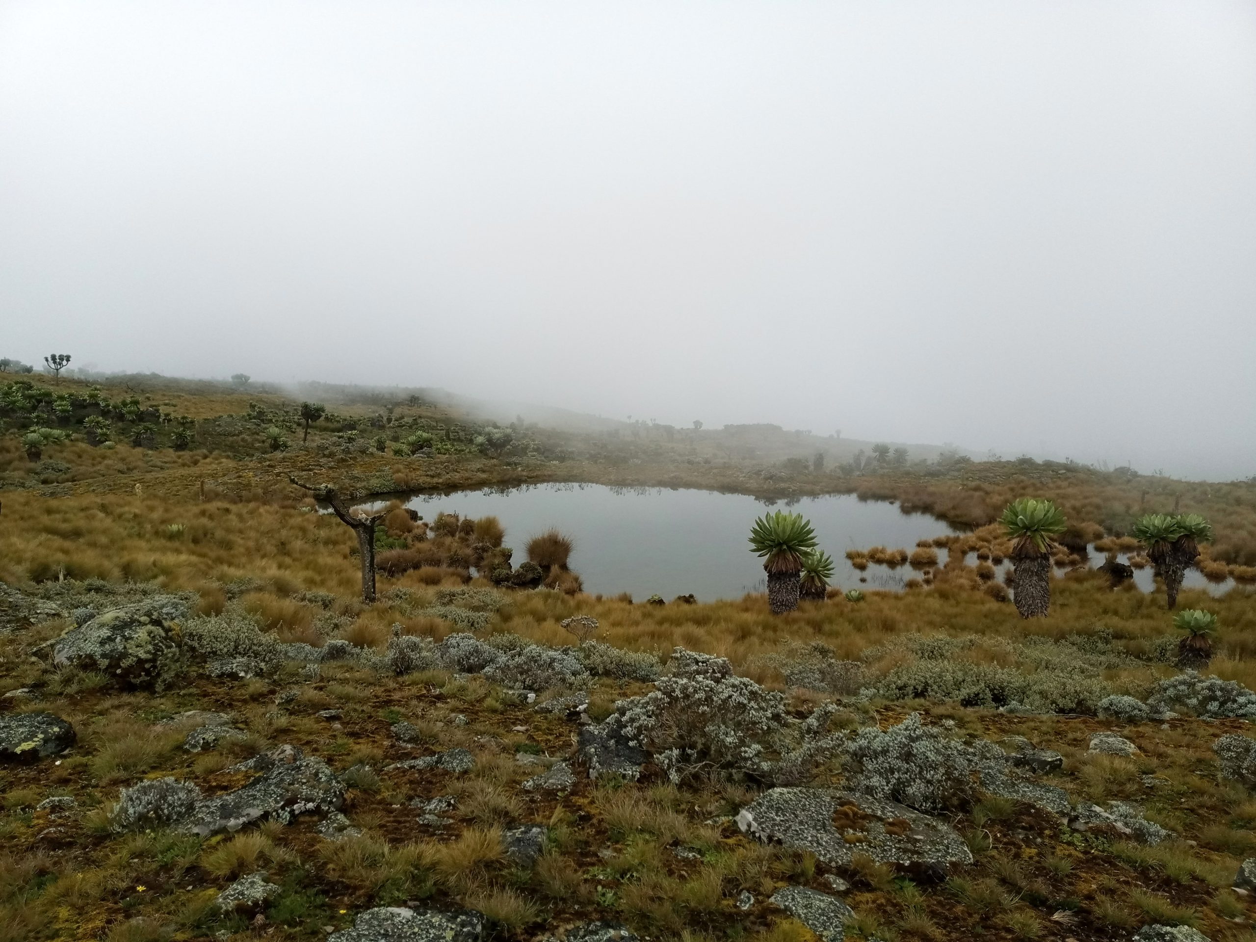 Table Mountain Aberdares